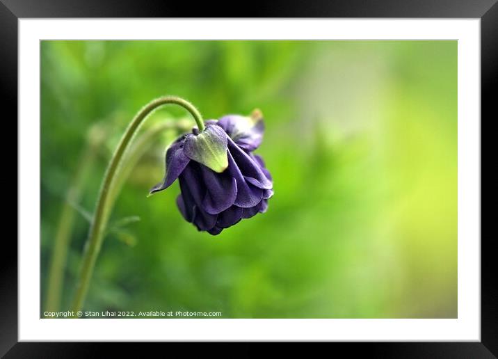 Purple flower Framed Mounted Print by Stan Lihai