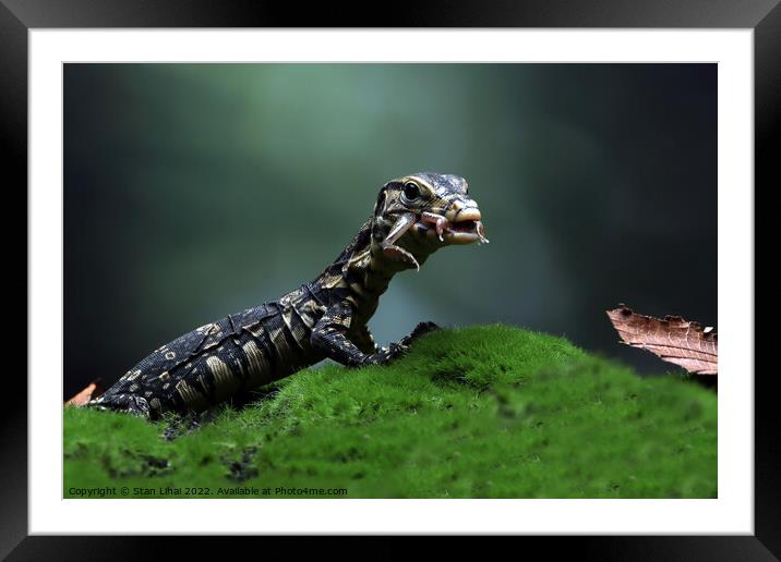 Baby monitor lizard Framed Mounted Print by Stan Lihai
