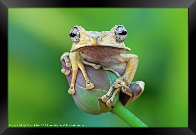 Flying frog Framed Print by Stan Lihai