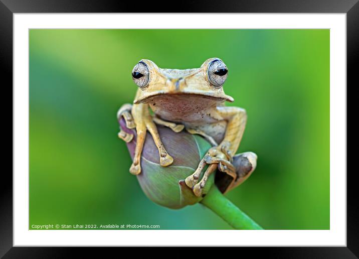 Flying frog Framed Mounted Print by Stan Lihai