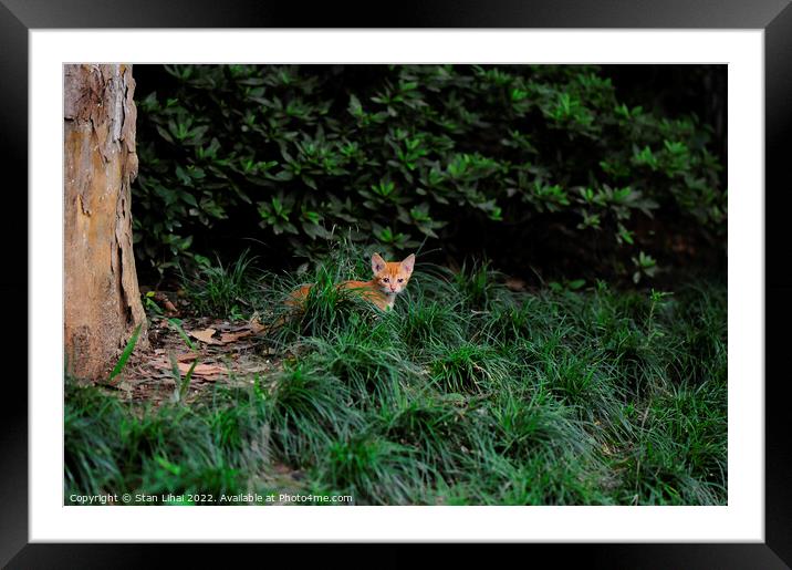 Red kitten  Framed Mounted Print by Stan Lihai