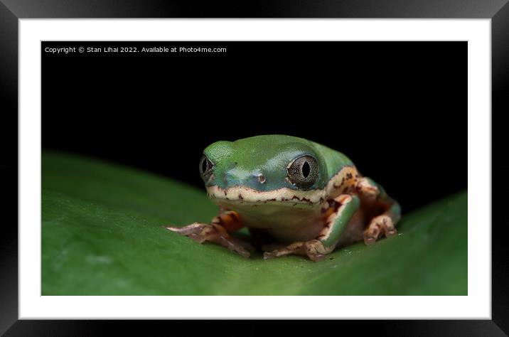 Frog on a leaf Framed Mounted Print by Stan Lihai