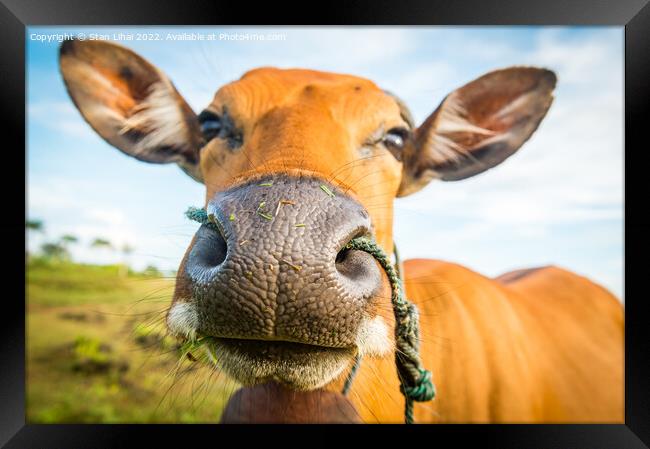 Cute cow closeup Framed Print by Stan Lihai