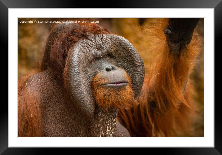 Endangered bornean orangutan  Framed Mounted Print by Stan Lihai
