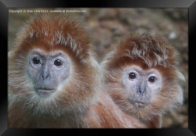 A close up of a monkeys Framed Print by Stan Lihai