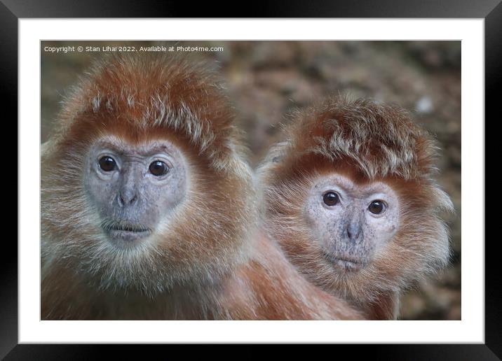 A close up of a monkeys Framed Mounted Print by Stan Lihai