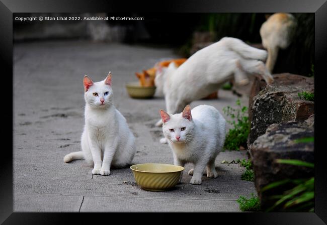 Homeless cats Framed Print by Stan Lihai