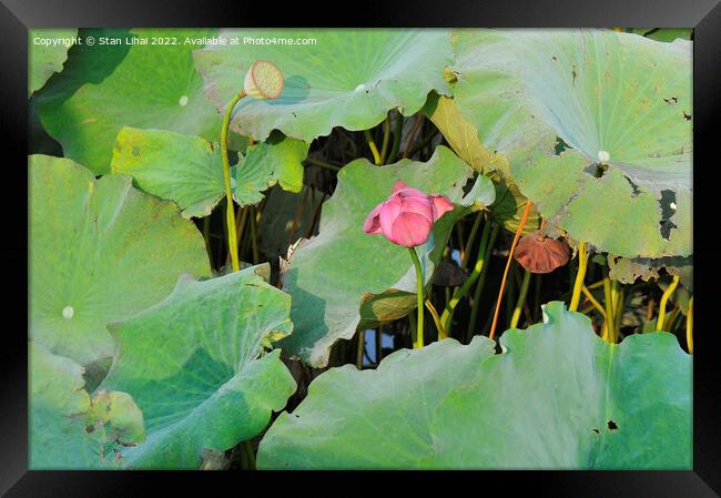 Pink lotus Framed Print by Stan Lihai