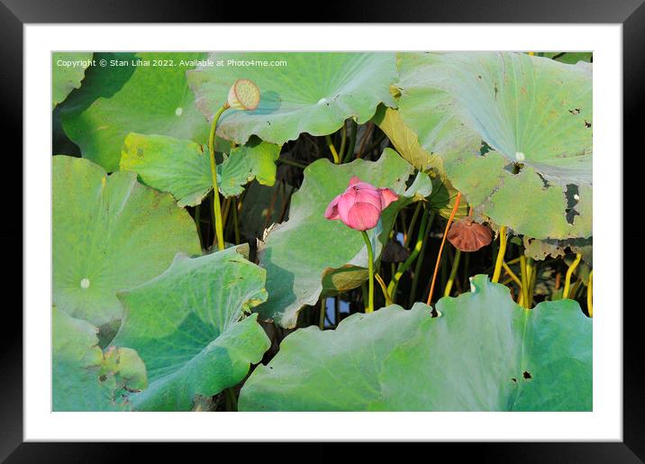 Pink lotus Framed Mounted Print by Stan Lihai