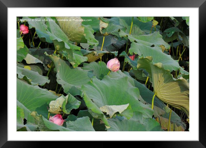 Pink lotus in the pond  Framed Mounted Print by Stan Lihai