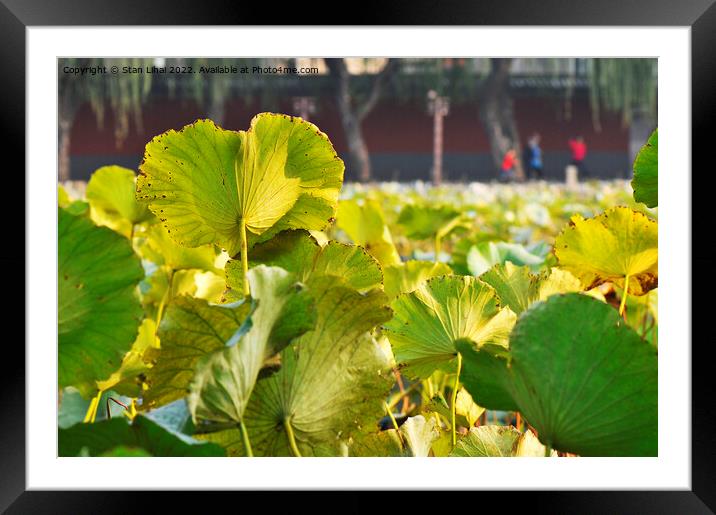  Lotus leaves closeup Framed Mounted Print by Stan Lihai