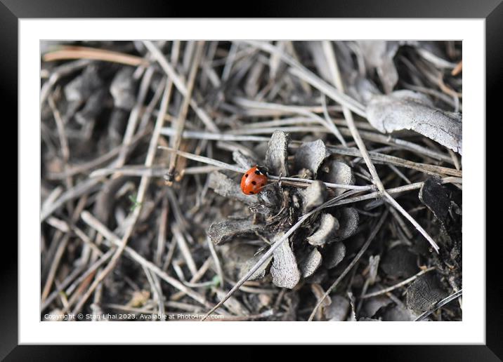 Ladybug on pine cone Framed Mounted Print by Stan Lihai