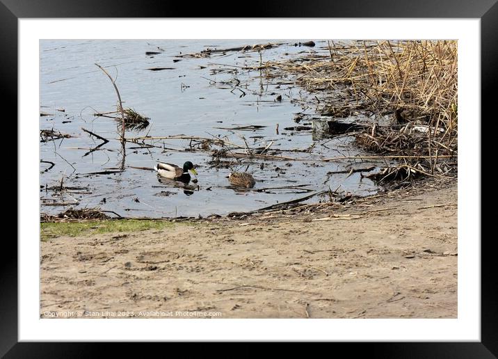 Couple of ducks on the pond Framed Mounted Print by Stan Lihai