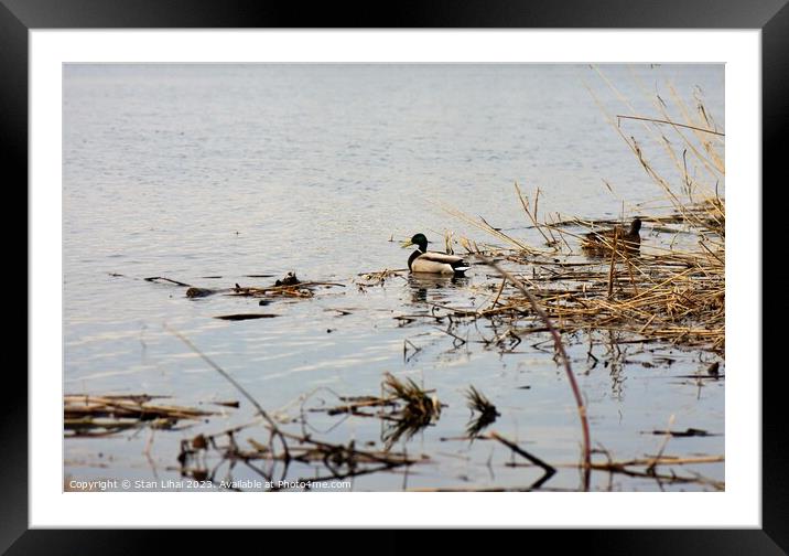 pair of ducks drake and duck on the river in natural habitat Framed Mounted Print by Stan Lihai