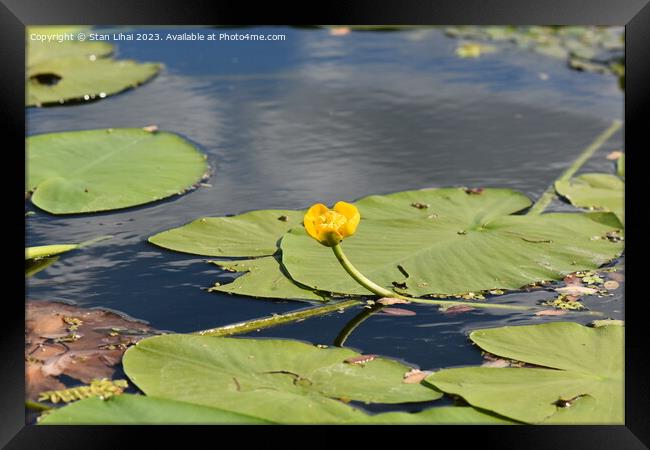 water lily in the pond Framed Print by Stan Lihai