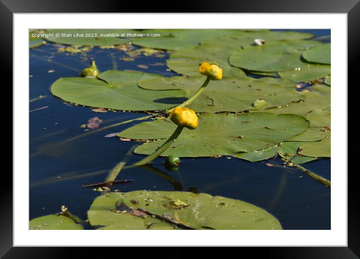 Yellow water lily in the pond Framed Mounted Print by Stan Lihai