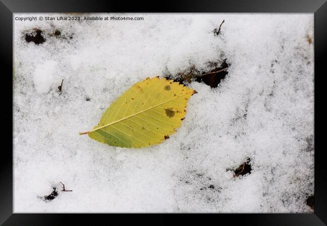 Yellow leaf on snow Framed Print by Stan Lihai