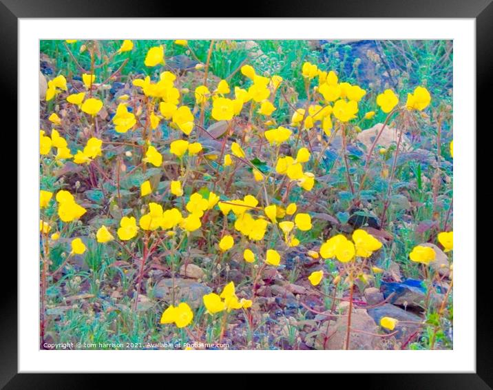 Spring time in the desert Framed Mounted Print by tom harrison