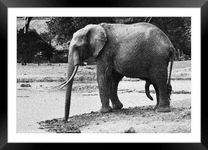 Elephant at waterhole Framed Mounted Print by Mehmood Neky