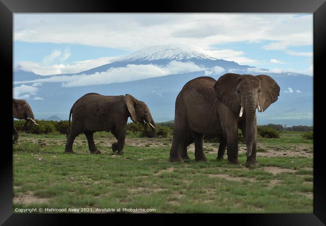 Elephants at Amboseli with snow capped Kilimanjaro  Framed Print by Mehmood Neky