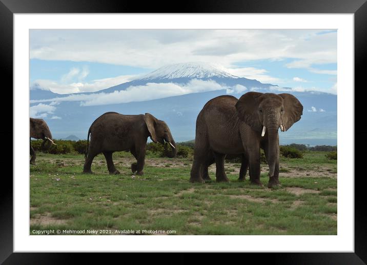 Elephants at Amboseli with snow capped Kilimanjaro  Framed Mounted Print by Mehmood Neky