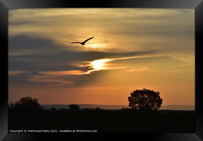 Eagle flying at Sunset Framed Print by Mehmood Neky