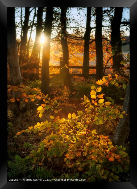 Woodland autumn sunset Framed Print by Giles Rocholl