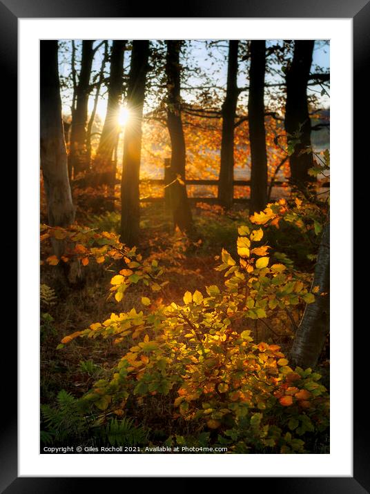 Woodland autumn sunset Framed Mounted Print by Giles Rocholl