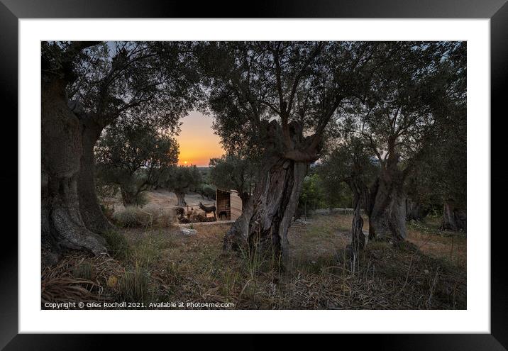 Sunrise through Olive trees Framed Mounted Print by Giles Rocholl