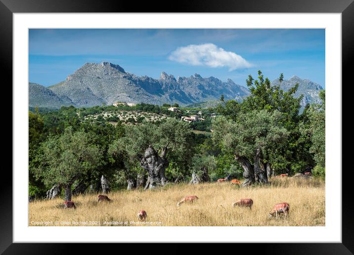Olive grove and mountains Majorca Framed Mounted Print by Giles Rocholl