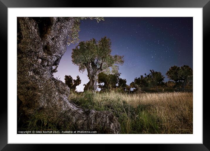 Olive trees at night Framed Mounted Print by Giles Rocholl