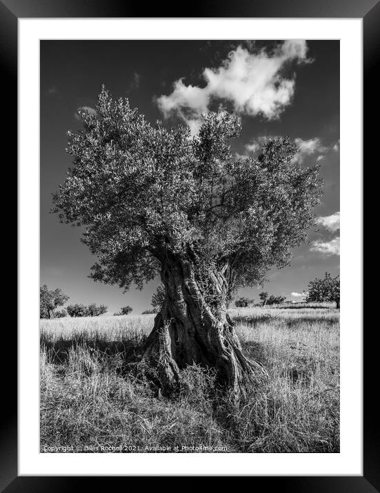 Ancient olive tree Framed Mounted Print by Giles Rocholl