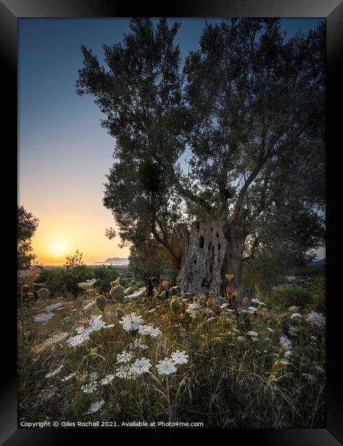 Ancient olive tree sunrise Pollenca Framed Print by Giles Rocholl