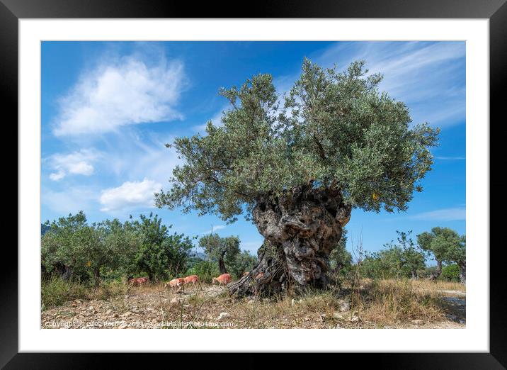 Ancient olive tree with sheep Framed Mounted Print by Giles Rocholl