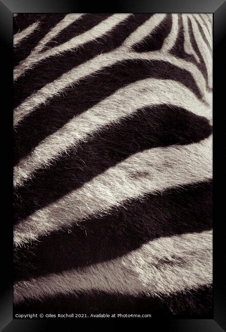 Zebra skin fur Framed Print by Giles Rocholl
