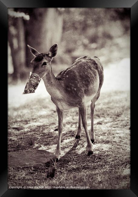 Funny deer eating crisps Framed Print by Giles Rocholl