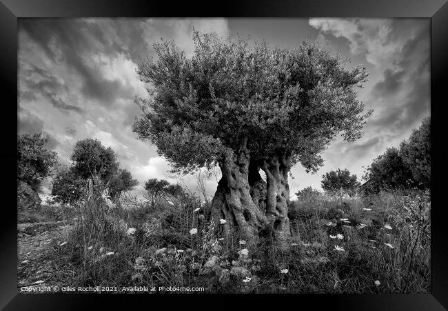 Ancient olive tree Majorca Framed Print by Giles Rocholl