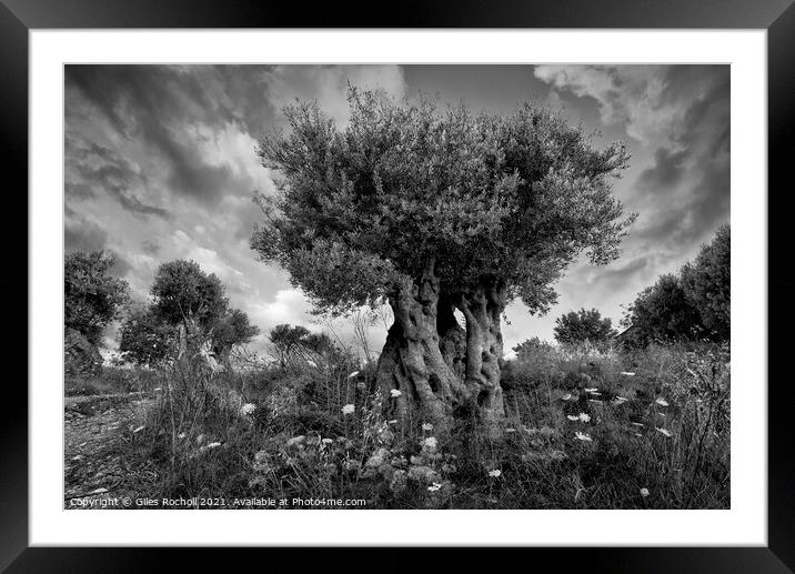 Ancient olive tree Majorca Framed Mounted Print by Giles Rocholl