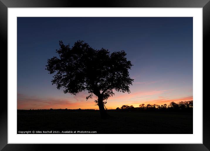 Lone tree in a field Framed Mounted Print by Giles Rocholl