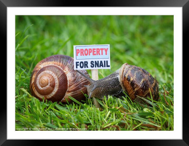 Animal snail humour Framed Mounted Print by Giles Rocholl
