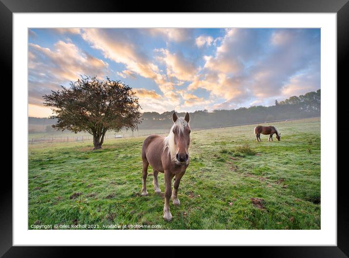 Beautiful horses with tree in field Framed Mounted Print by Giles Rocholl