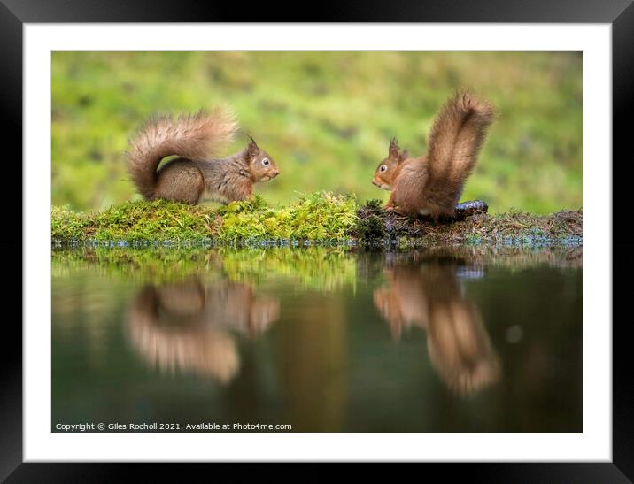 Red squirrel Yorkshire Framed Mounted Print by Giles Rocholl