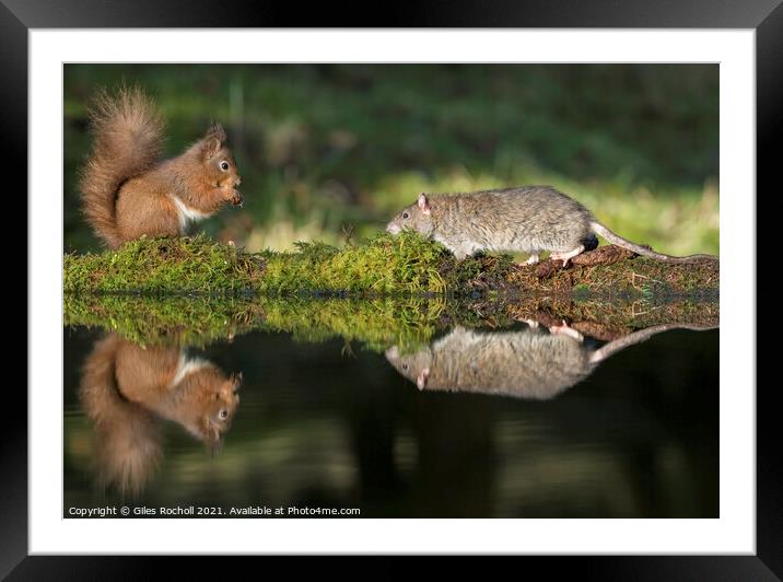 Red squirrel and rat Yorkshire Framed Mounted Print by Giles Rocholl