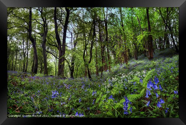 Bluebells and wild garlic Yorkshire Framed Print by Giles Rocholl