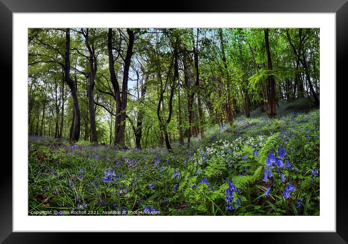 Bluebells and wild garlic Yorkshire Framed Mounted Print by Giles Rocholl