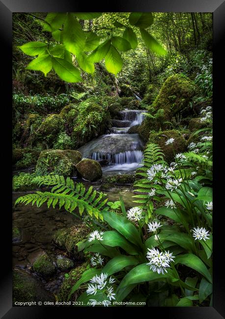 Wild garlic and waterfall Yorkshire Framed Print by Giles Rocholl