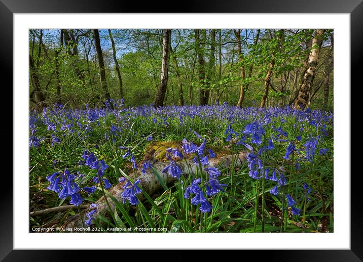 Bluebells Yorkshire Framed Mounted Print by Giles Rocholl