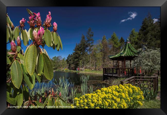 Himalayan Gardens tourism Yorkshire Framed Print by Giles Rocholl