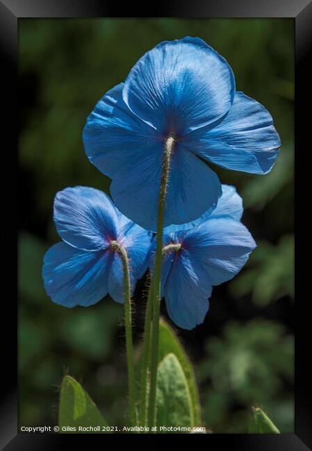 Blue poppy flower Himalayan Gardens tourism Yorksh Framed Print by Giles Rocholl