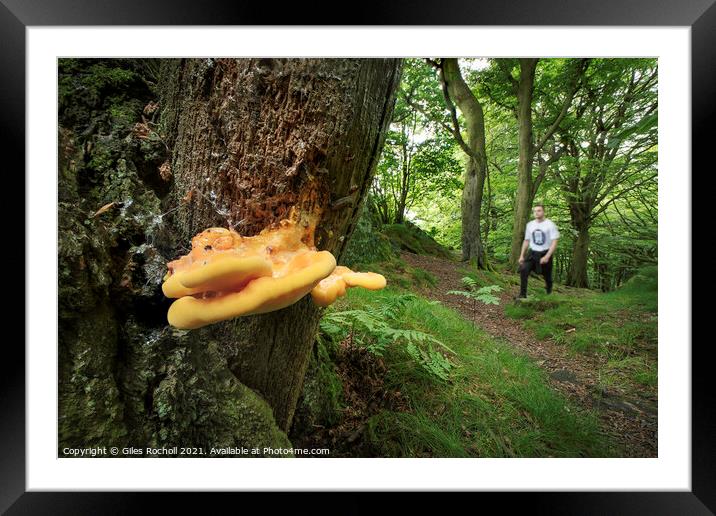 Plant tree Framed Mounted Print by Giles Rocholl